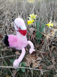 Pro radost posílají holky z FLAMI